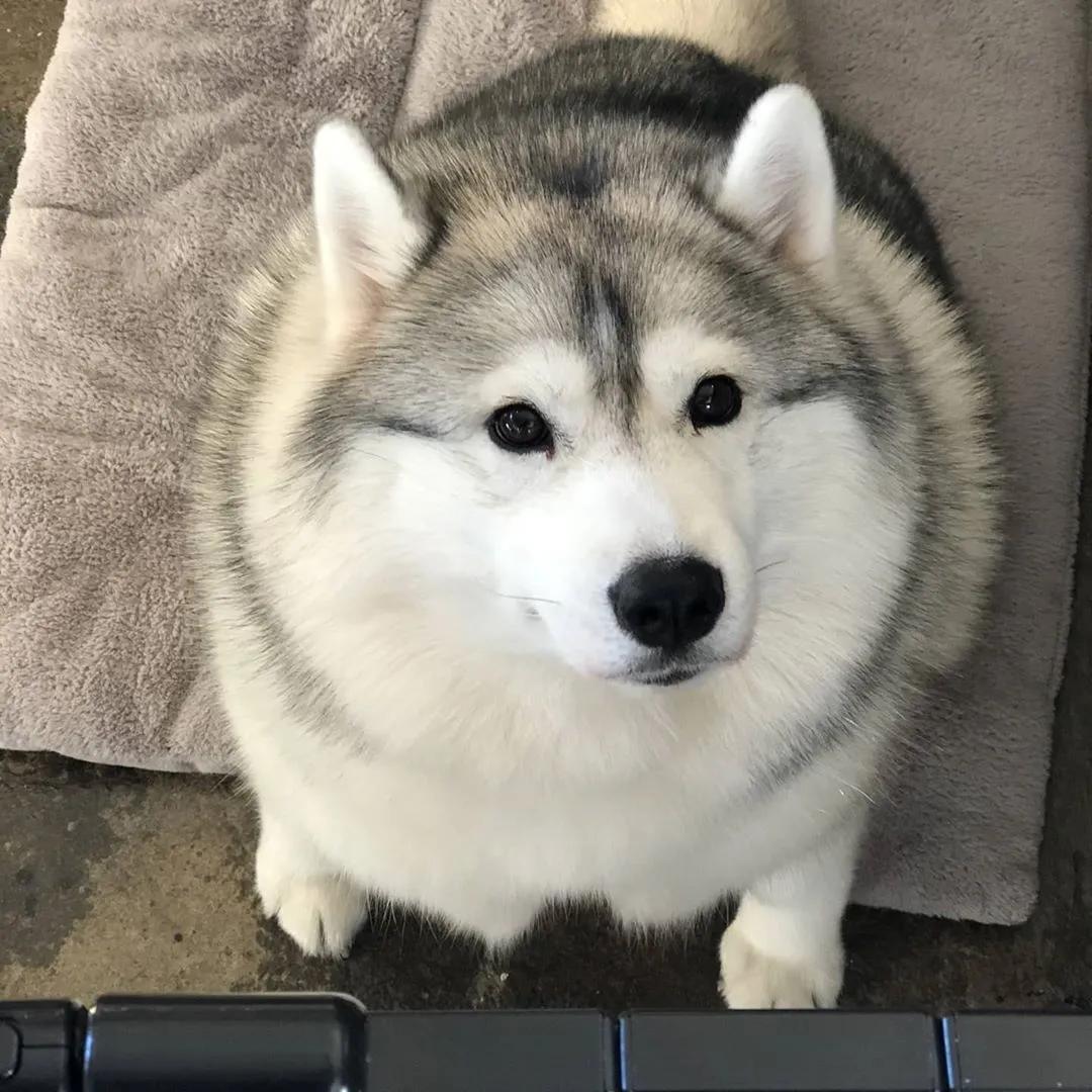 二哈为什么变瘦了,二哈太胖了必须要减肥