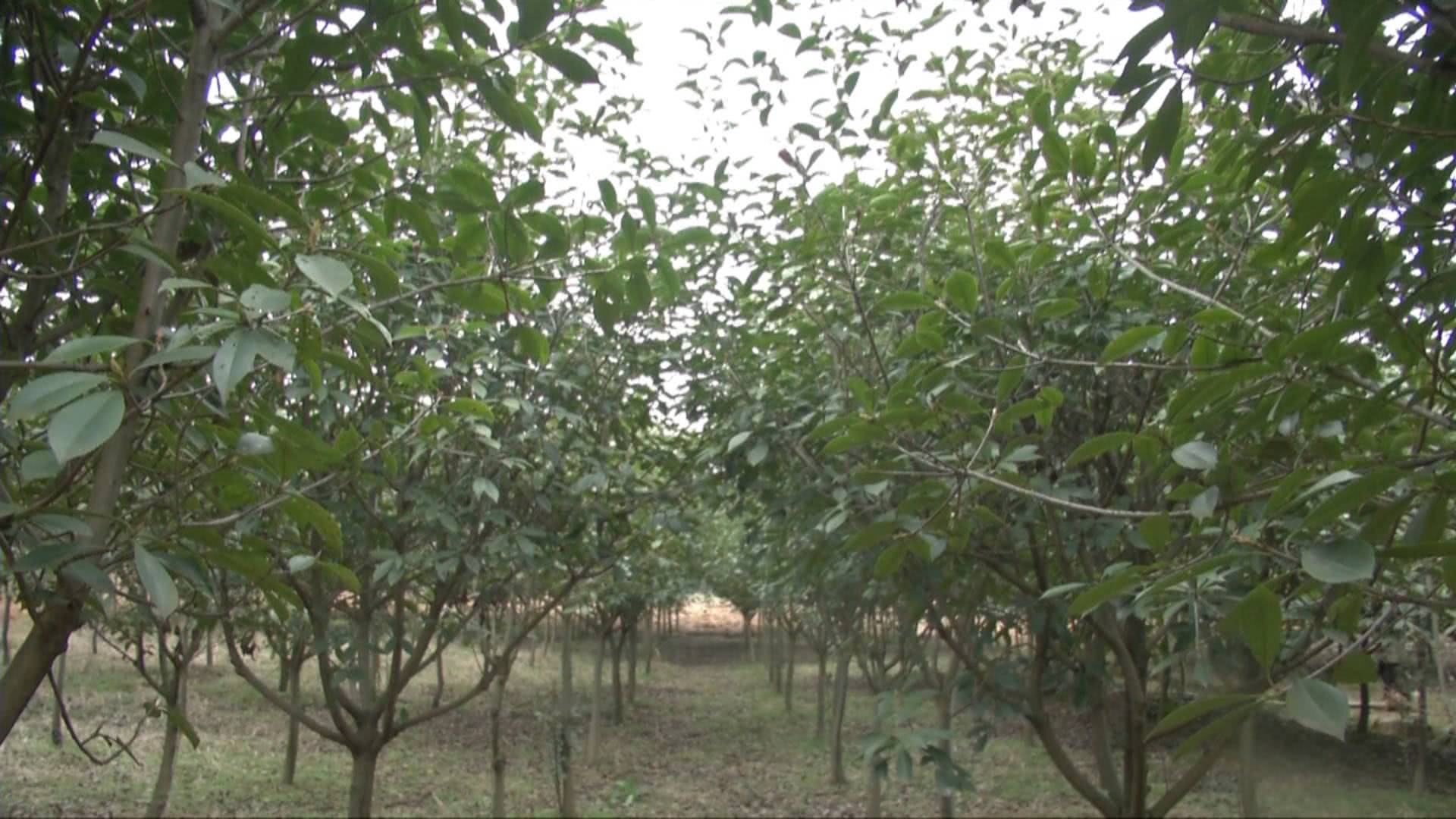 农民为什么抢种抢收,农民纷纷种植但又降价的东西