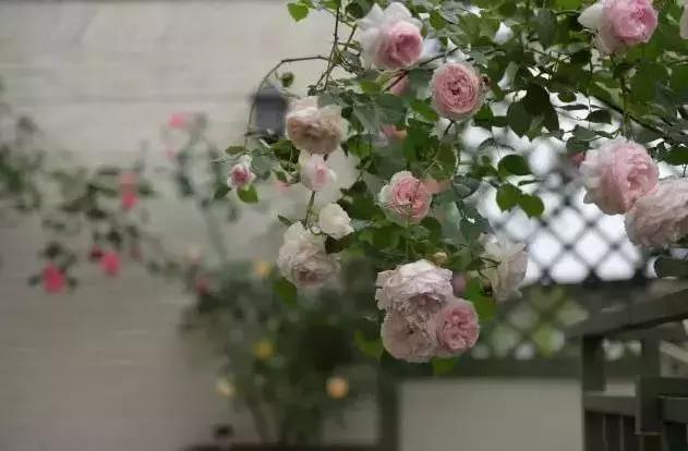 成都哪些值得去的农家乐,春季成都十大必去农家乐