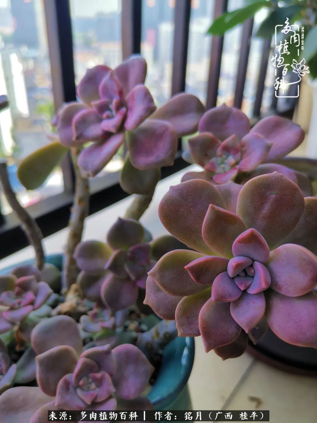 多肉怎么养出色彩,多肉很容易出现美丽的色彩