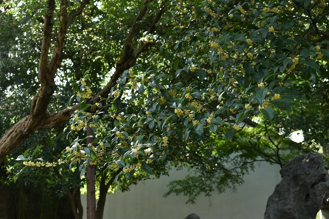 苏州城东北隅的赏桂佳处——耦园