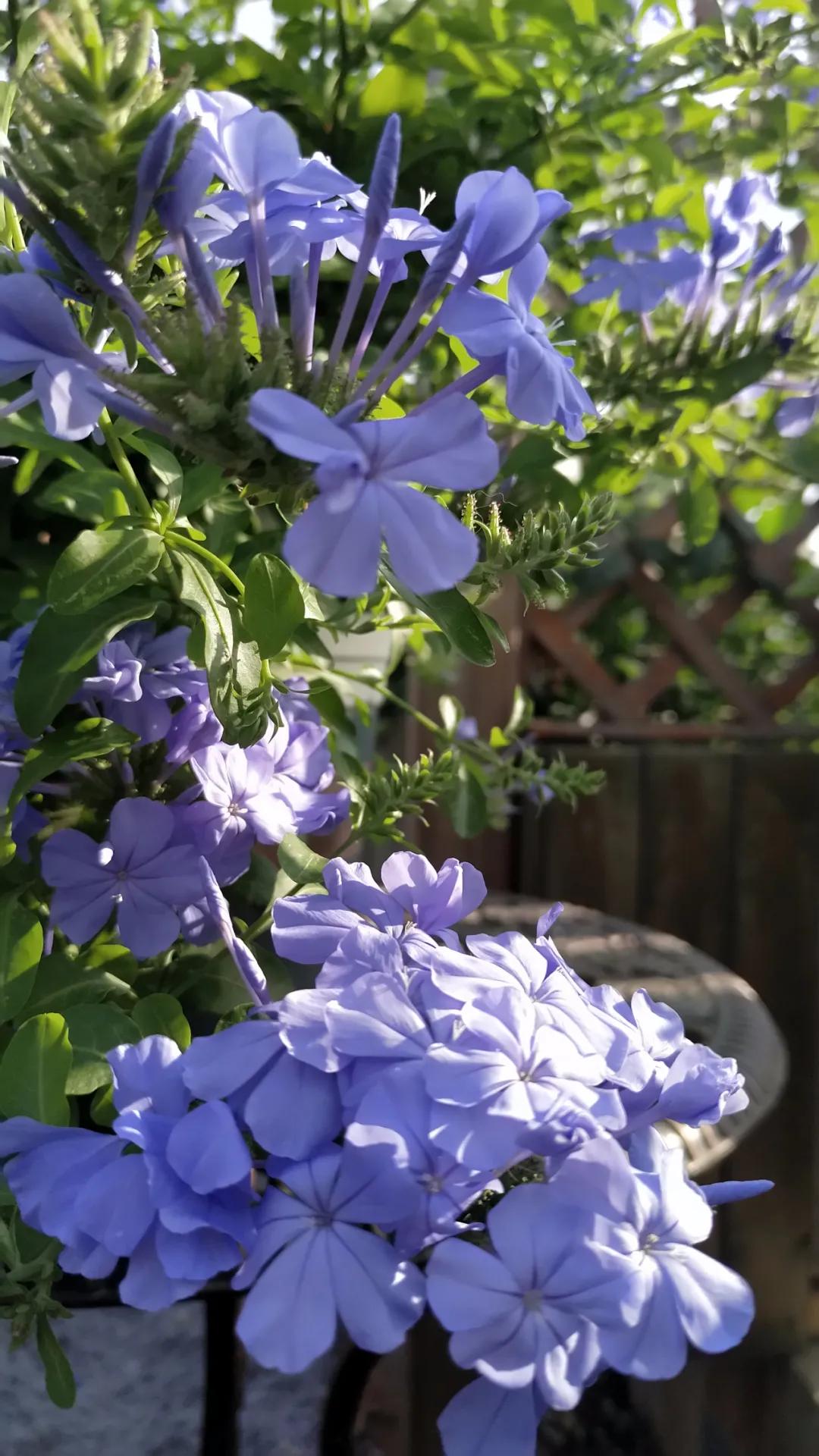 “雪”花那个PiaoPiao，这个世界真好