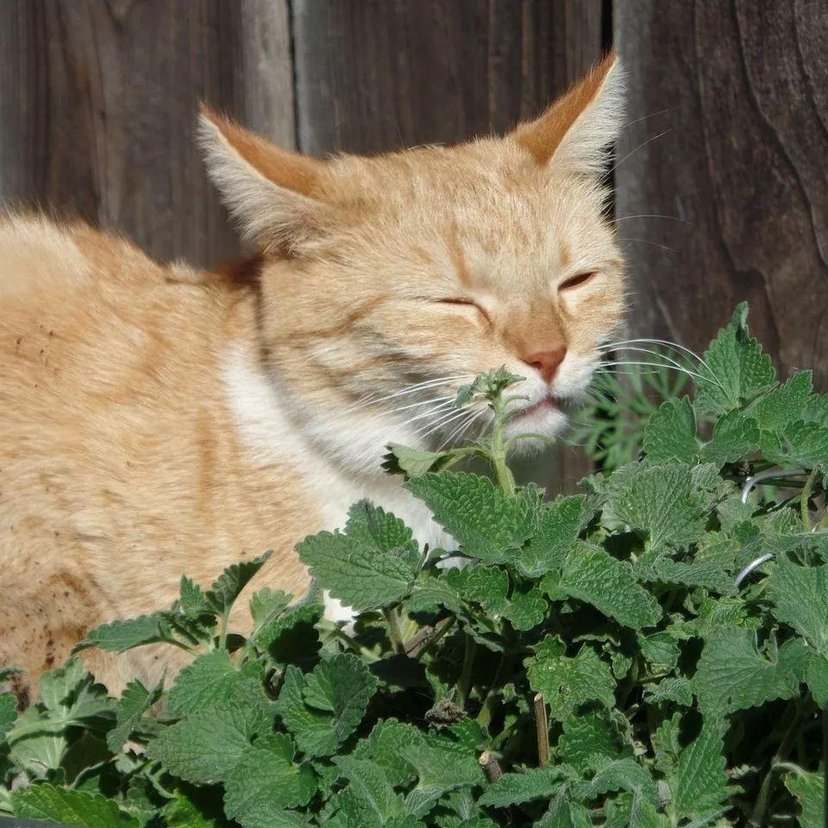 猫薄荷会让猫兴奋咬人,猫薄荷会让猫脾气暴躁吗