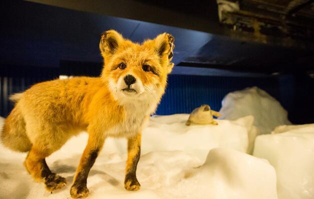 哪三种野生蝙蝠不能吃,十大不能吃的野生蝙蝠