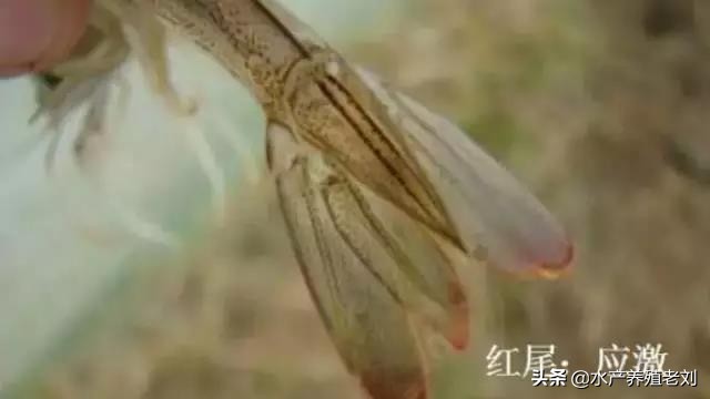 干货,还在花钱学习白对虾养殖方法么?你要的课程这里都有