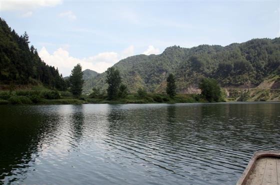 黄山的金凤凰,山沟里的金凤凰湖北