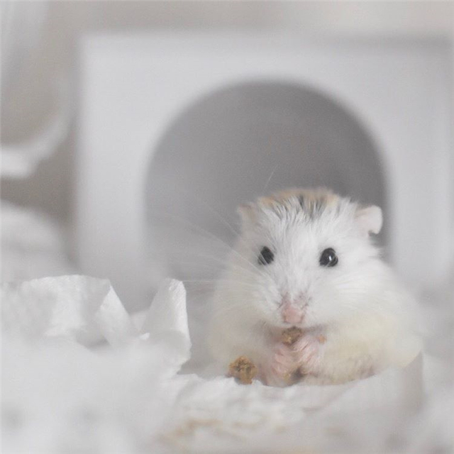 仓鼠躺着吃美食，吃完后鼠鼠笑容满面，饲主却心很累