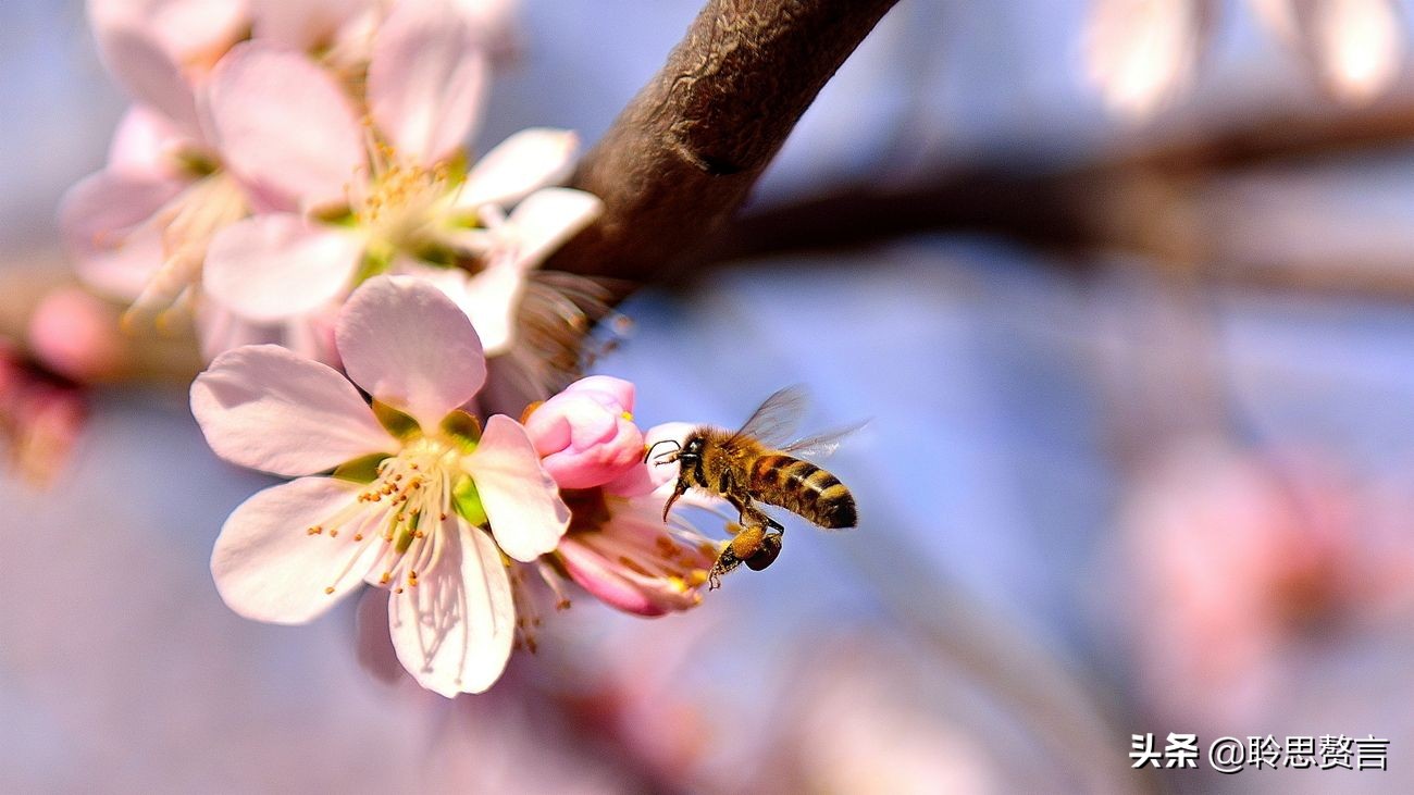 蜜蜂诗三百首,蜜蜂诗精选100首