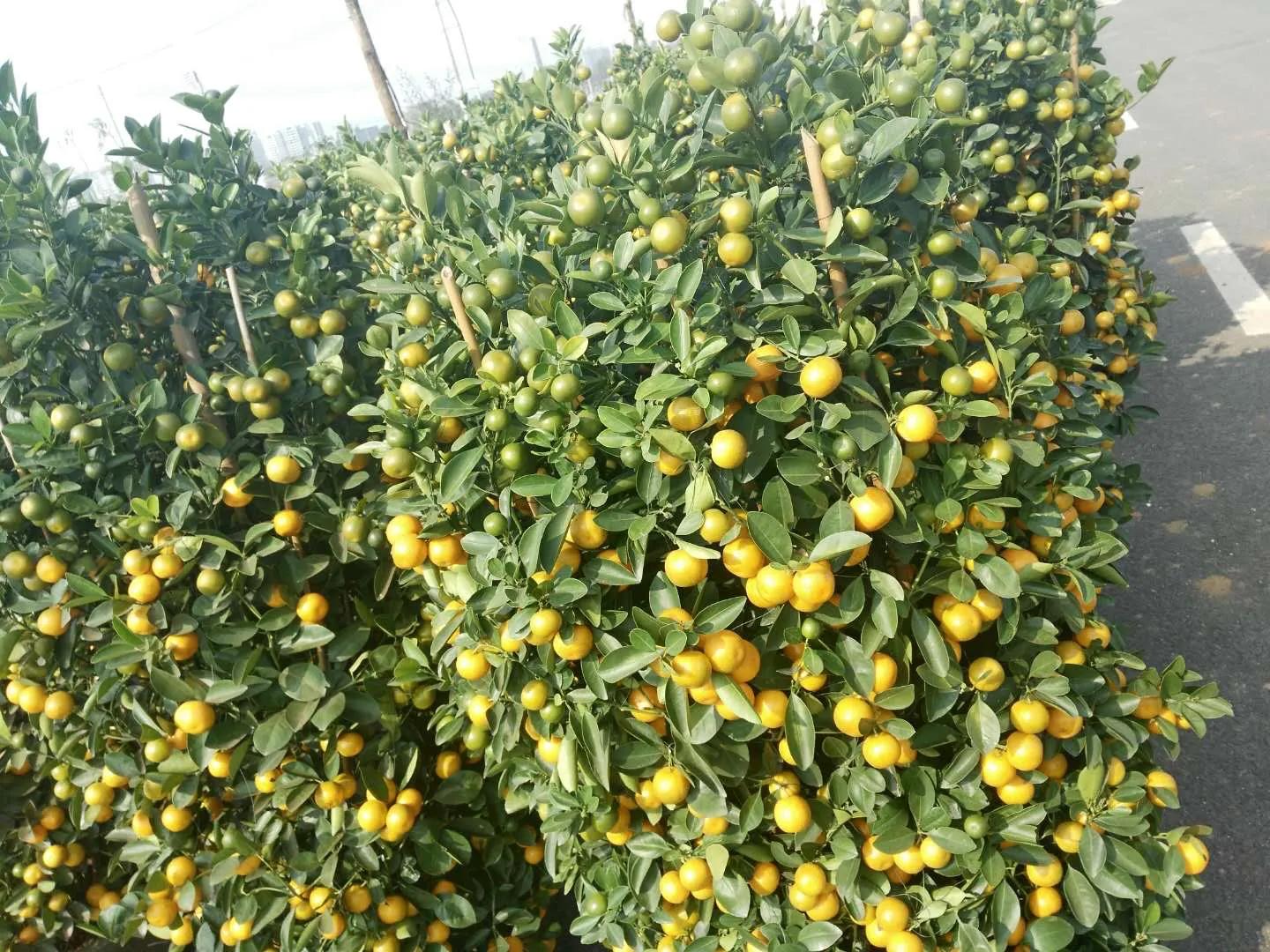 20岁的女人瘫痪怎么办,40岁女人瘫痪能恢复吗