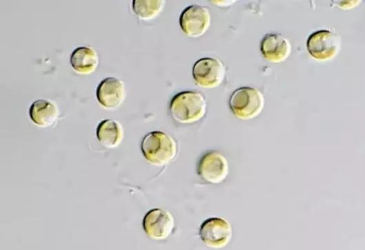 鱼类水产养殖需要哪些藻类,水产养殖显微镜下各种藻类