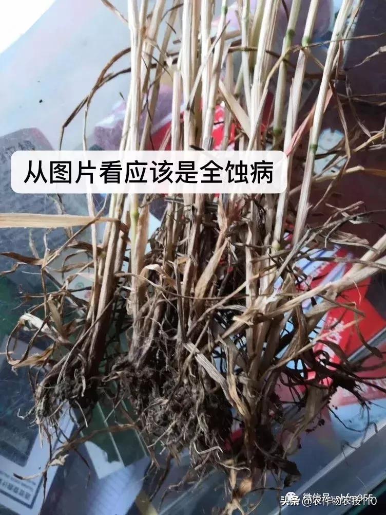 955·农技】一周微农事咨询信留言精选+专家回复