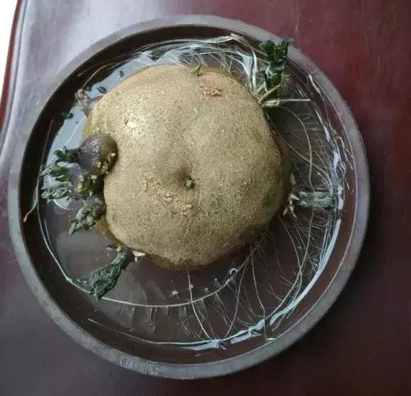 这6种菜根不要丢,哪4种菜根不能丢在家盆栽