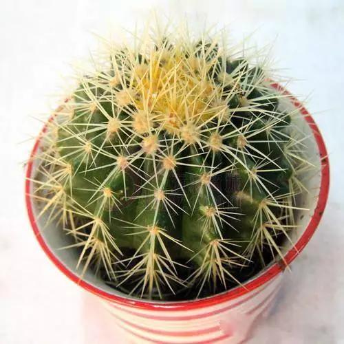 送给喜欢种花的人什么礼物,想养花却把花养死