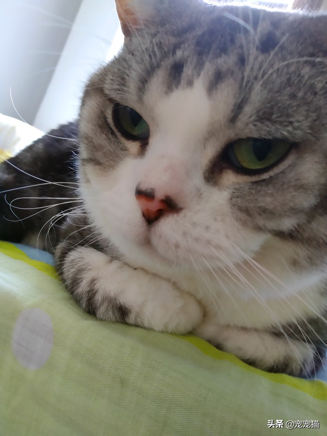 猫咪绝育居然对颜值好，没想到吧？鼻子色素沉淀了解一下