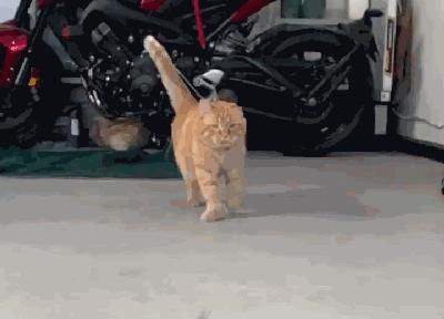 被弃养的猫还要打疫苗吗,弃养了一只猫