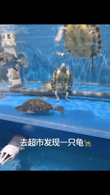 看了整整七分钟，他们最终还是上去了