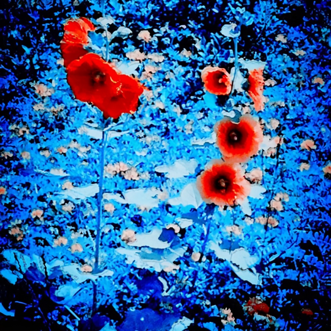 多重身份的跨界艺术家,不被收获的跨界艺术家