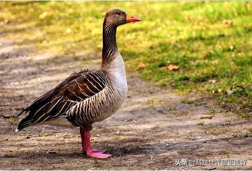 家禽家畜预防治疗疾病,家禽秋冬季疾病防控