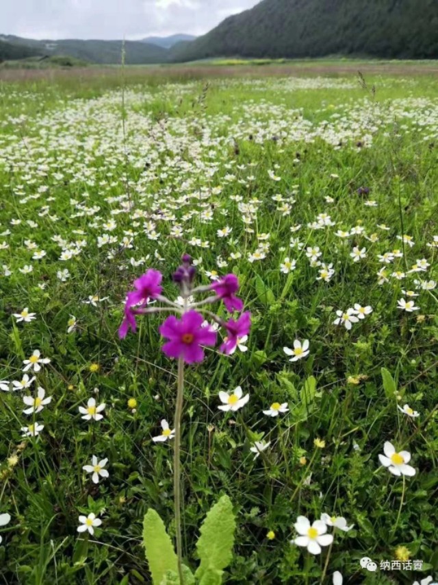 杨杰宏昆明,杨杰宏
