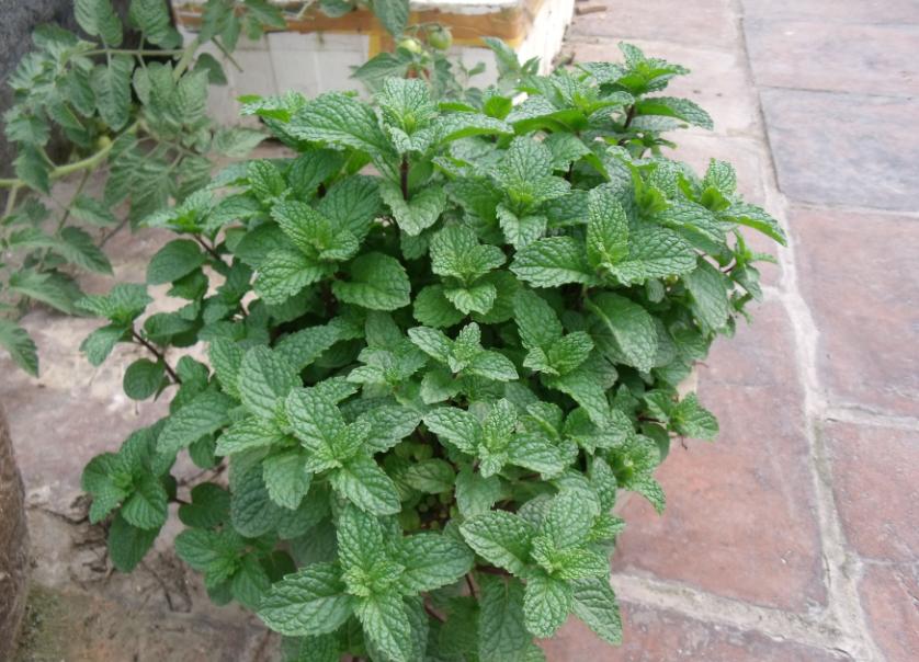 卫生间有异味净化器推荐,卫生间最好除臭物是什么