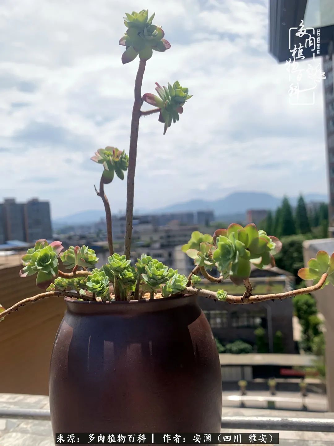 小仙女的阳台多肉,绝美多肉阳台