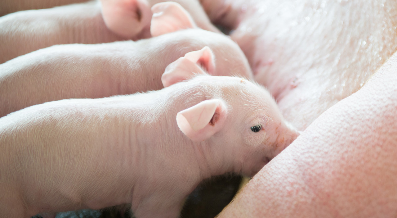 母猪便秘的原因及解决办法,怀孕母猪便秘的原因及解决办法