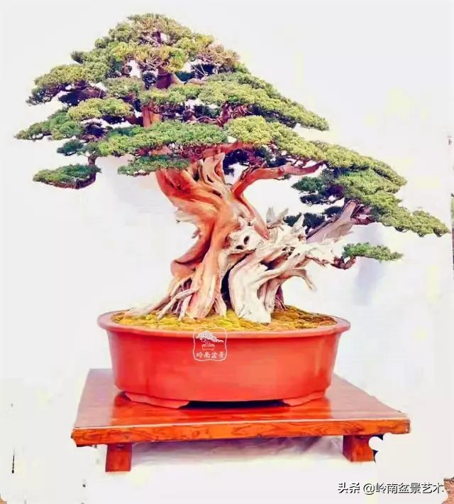 榆树盆景何时修剪最好,盆景怎样修剪最好看