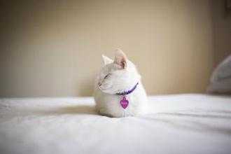 我家猫咪阴部出血，难道是来月经吗？