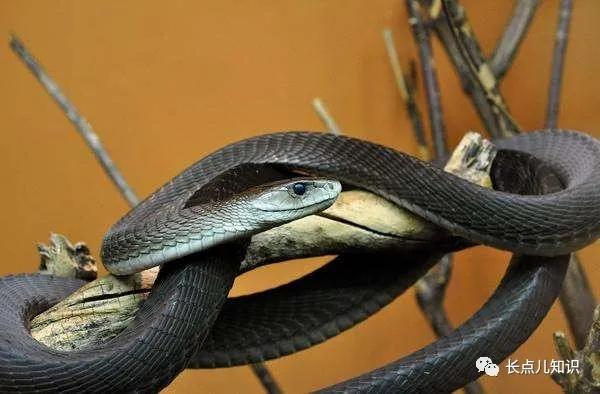 世界上速度最快的蛇黑曼巴蛇,黑曼巴和眼镜王蛇跑起来谁最快