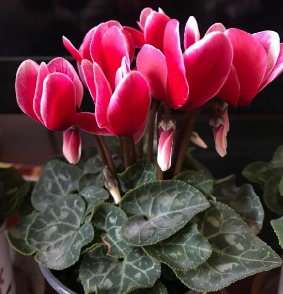 仙客来黄叶的原因怎么解决,仙客来花黄叶怎么补救最快