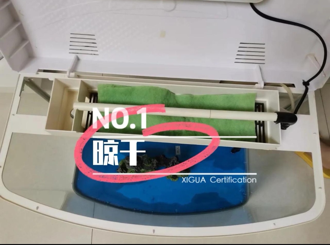 新手养鱼首选什么鱼,新手养鱼的全套设备