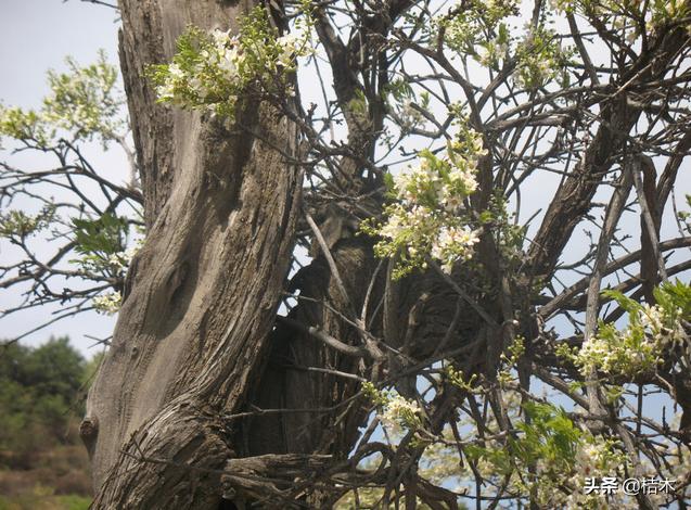 我国珍贵树种,我国有活化石之称的植物有哪些