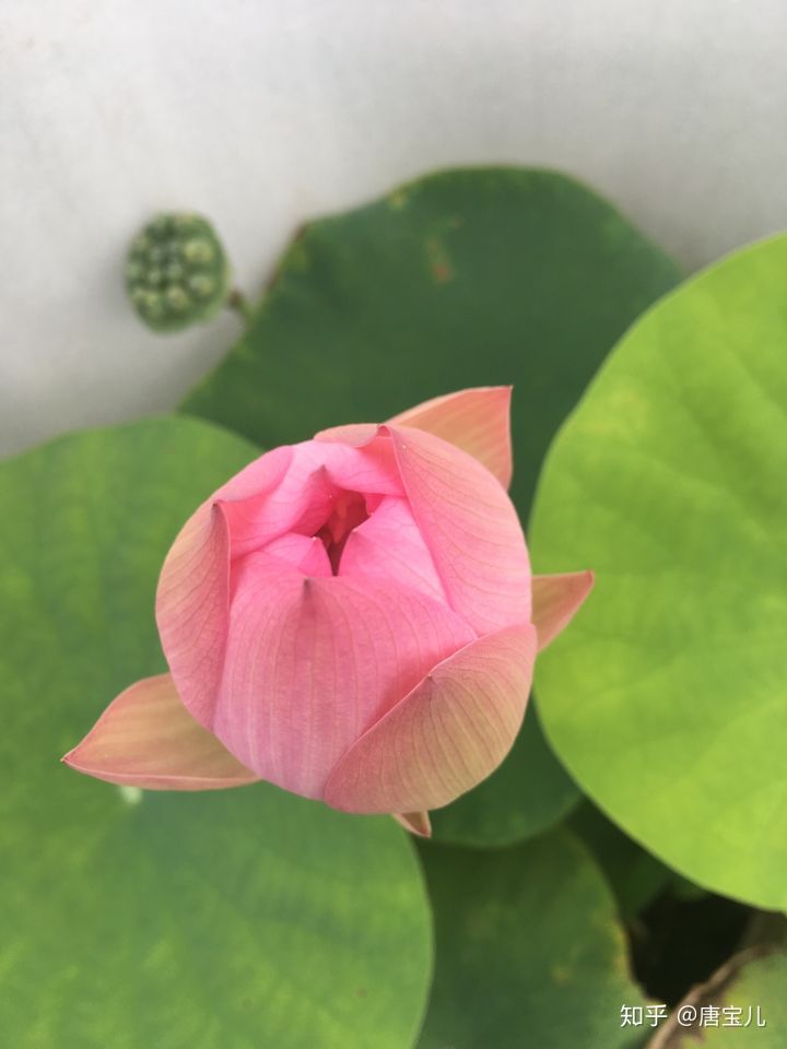 如何提升花种成活率,花种种植生活小技巧