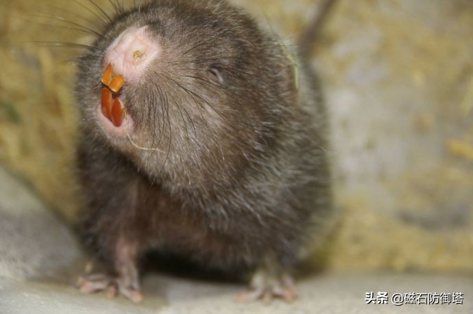 蜀道难讲解视频,蜀道难视频