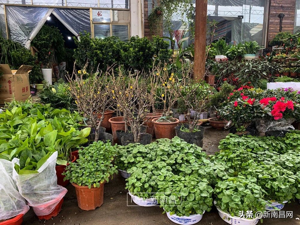 南昌花市有哪些地方,南昌花市批发市场