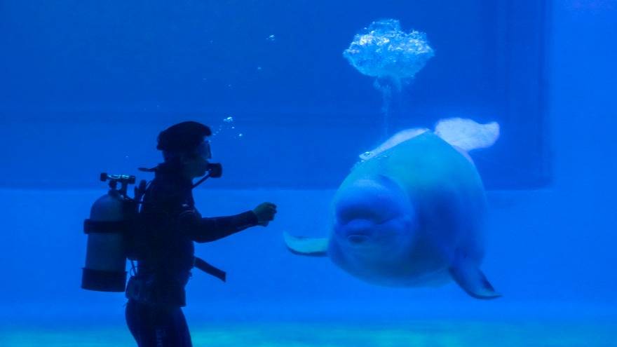 小梅沙海洋世界门票团购套票,小梅沙海洋世界3天2夜套票