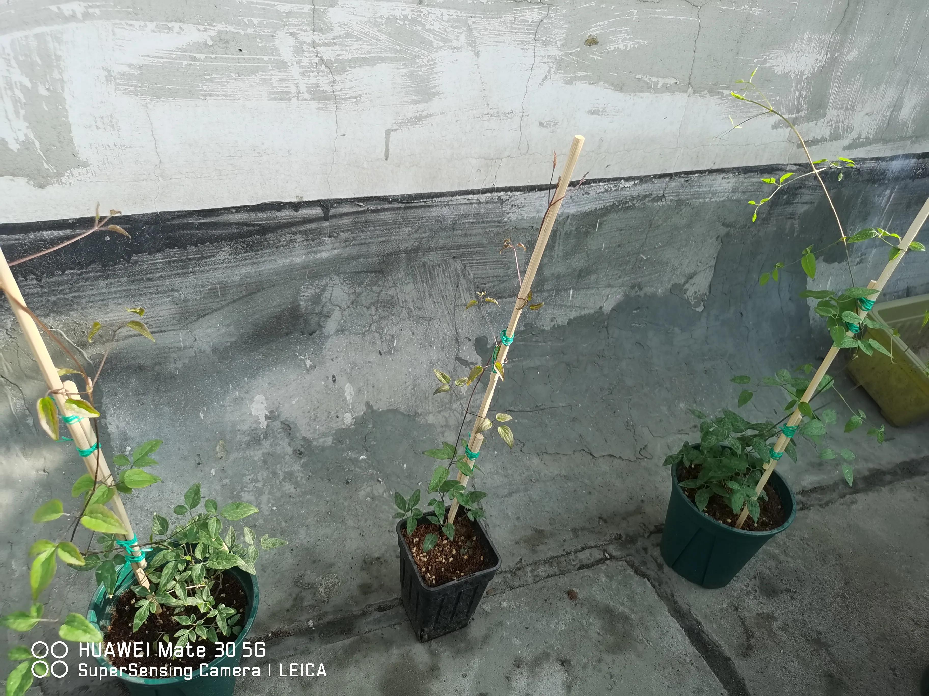 在闲鱼上买花草靠谱吗,闲鱼上买花靠谱