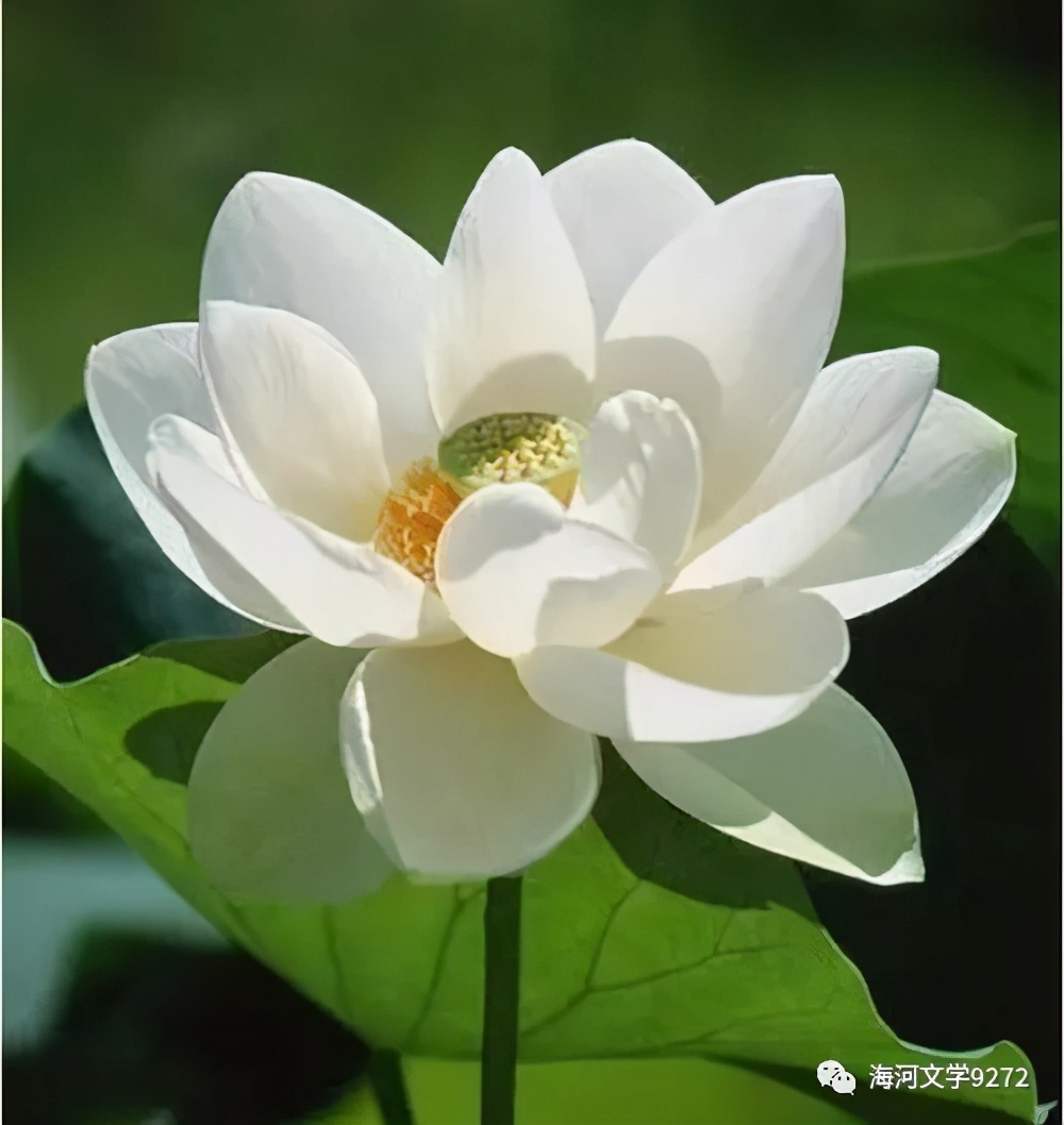 时光深处的莲花