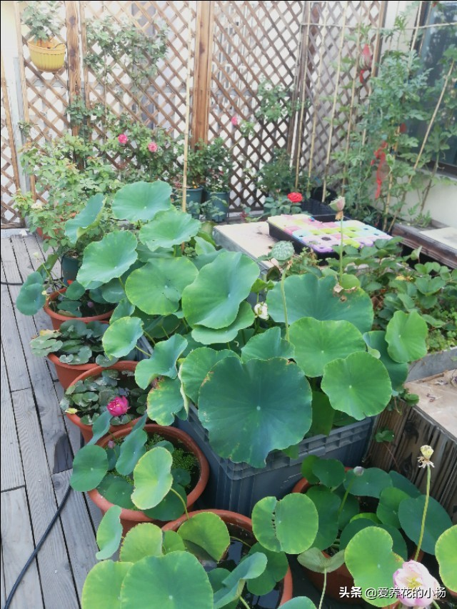 如何种植一盆漂亮的荷花，小杨有话说