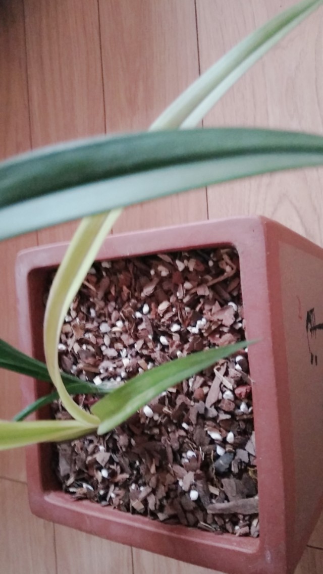 建兰市长红特点,建兰市长红兰花