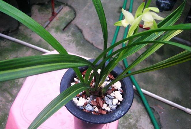 兰花奇草开奇花,适合新手养的兰花有哪些带图片