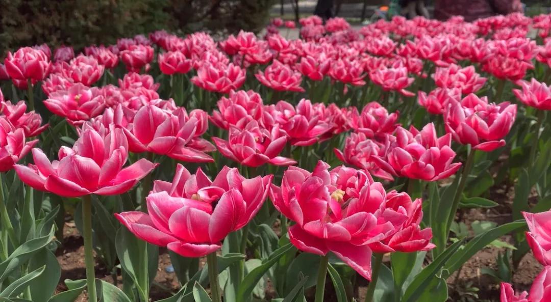 60多种100万株的郁金香花海,50万株樱花