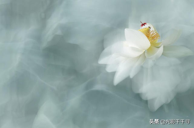 教你怎么拍出漂亮的荷花,摄影如何拍出荷花的感觉