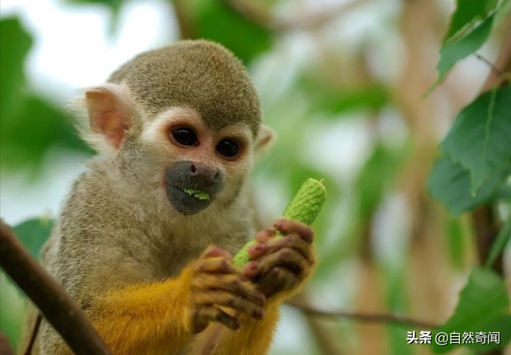 亚马逊十大凶猛植物,巴西亚马逊热带雨林动植物