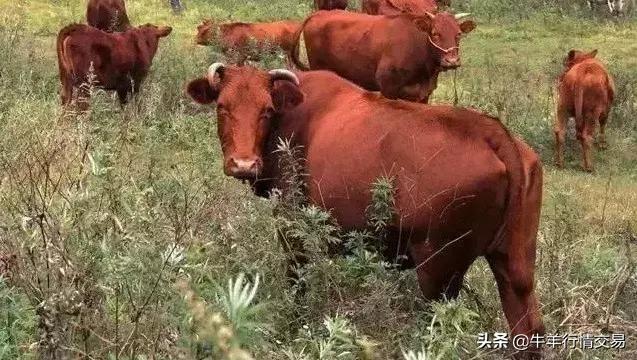 牛常见品种有哪些,牛的品种介绍及图片