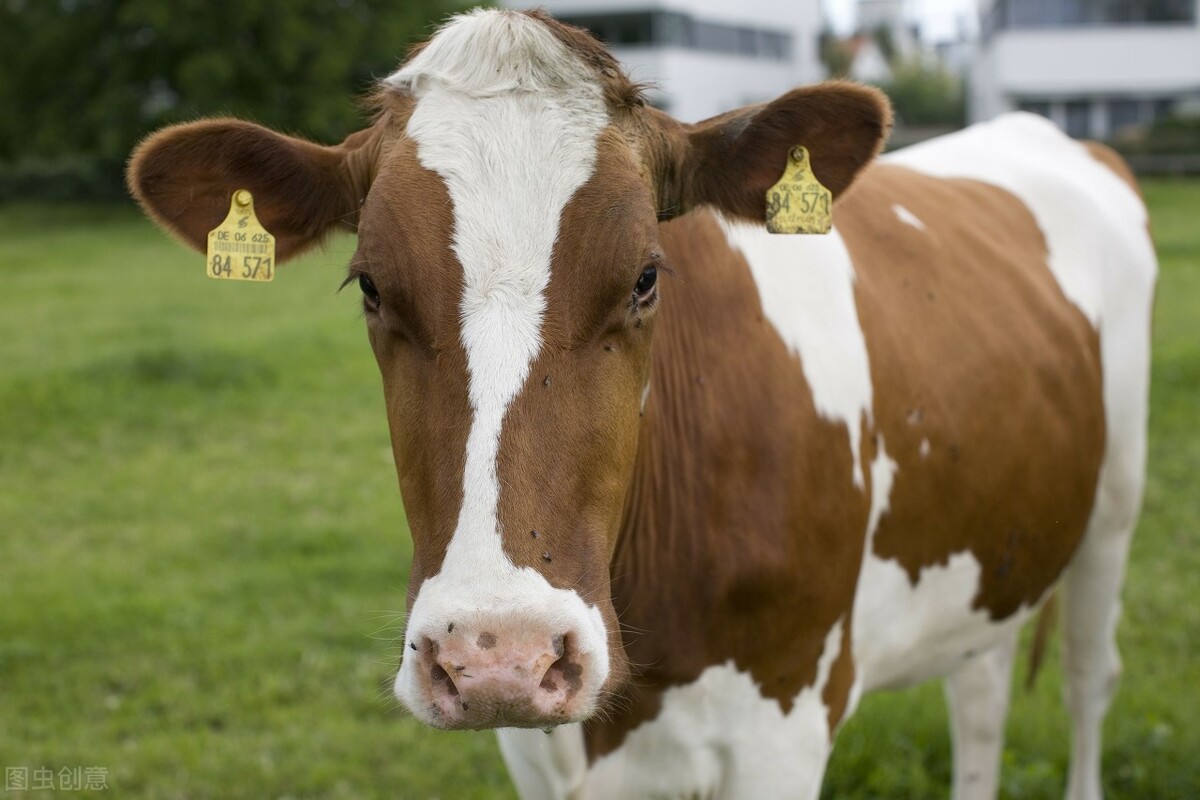 奶牛病毒性腹泻的防治方法,奶牛腹泻怎么回事