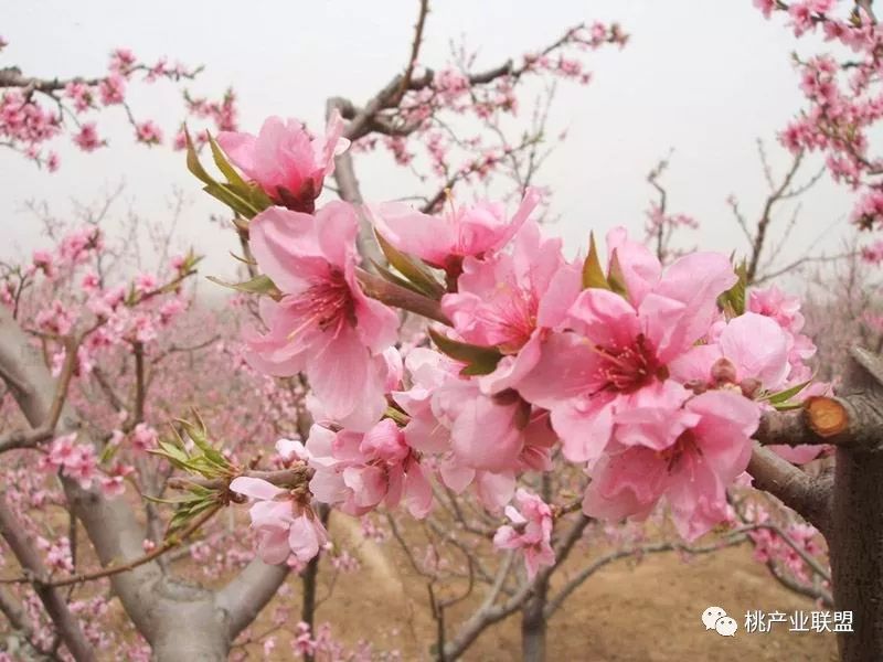 桃树清园有多重要,桃树清园注意事项和禁忌