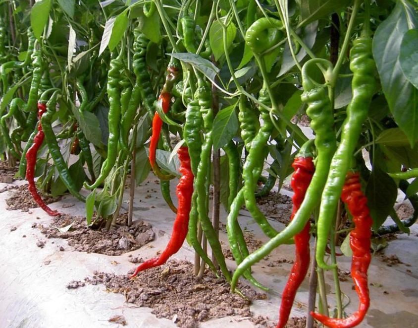 宁夏喜欢吃羊肉,宁夏吃羊肉喝什么