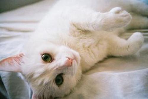 猫咪绝育后照顾事项,猫咪绝育后的7点照顾