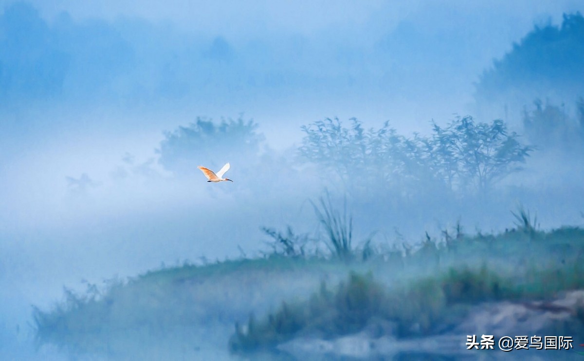 2020观鸟大年,观鸟大年完整版